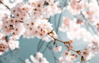 清明节