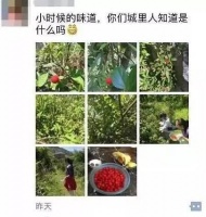 隐藏在防城港农村山里的宝贝,清明时节进入成熟期!