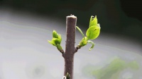 花开漫城 山水无界 | 樾·芯城半岛诗意生活,鲜活启幕!