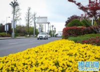 【图集】贵阳林城东路:花丛中劳作美