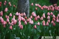 今起太子湾将取消预约入园,来看郁金香最多的是年轻小姐姐