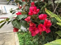 春暖花开,防城港园博园里百花开