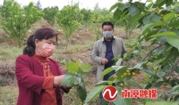 南漳:又是一年樱桃红 政府帮忙找销路