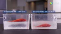 真没想到，会“游泳”的鱼反而不新鲜！海尔冰箱：我演示给你看