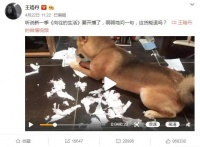 王珞丹喊话要把瓢哥退货,拆家神兽需要这些神器镇住他们!