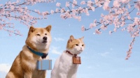 翡翠公园里春的狂想曲,最美邮局前的樱花四月物语