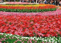 昌建控股公益助农 10万鲜花全城大放送