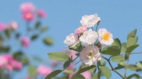 送您一本健康秘籍——藏在喧闹城市里的天然氧吧
