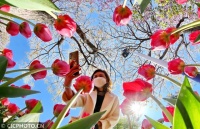 河北秦皇岛：郁金香花海醉游人