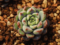 让绿意点缀生活, 龙翔御书坊5500盆绿植领养活动