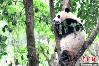 成都大熊猫繁育研究基地多措并举保证游客安全参观