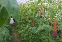 【防城港】西瓜、番石榴、香瓜……周末带上孩子来这里采摘吧!