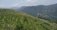 大巴山深处的“猕小懒”猕猴桃,甜蜜爆汁背后是数年如一日的坚守