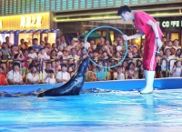 活动预告|恒大名都“海狮大咖秀”带你嗨玩一夏!