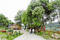最美农家院串起诗画乡村!枝江安福寺人居环境整治助力乡村旅游