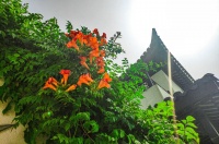 生如夏花·凌霄绚烂