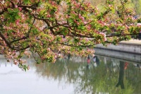 如果北京三环的元大都公园是你家的花园庭院？