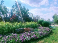 天业悦山湖丨仲夏盛景,予你一段山湖美好时光