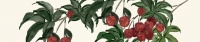 【集美东方】荔枝红了。与临沂一起甜