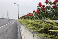 菖蒲、络石、麦冬、月季……年底机场公路将变身“鲜花公路”