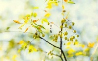金宸时令丨时逢小暑至 理想正韶华(文末福利)