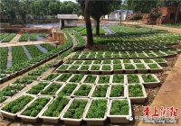 新型现代化花卉基地露脸“南郊”山顶