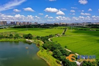 稻香满满!东莞这些美丽田园建设成果等你来打卡