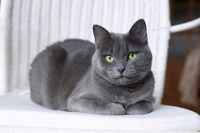 养猫指南：用惯了膨润土猫砂，换植物猫砂试试？