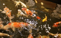 安吉蓝城春风十里最新消息透露!春风十里中式合院大火的原因详情