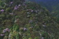 双牌阳明山鹿角杜鹃成片绽放