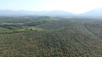 祁阳:油茶小穗条“嫁”出30亿大产业