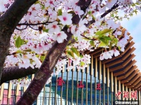 长三角首条市域铁路——金山铁路 迎来春游“黄金”季