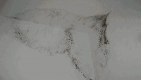 梅雨季墙布保养攻略