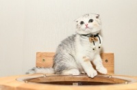 宠物也会影响家里的风水，家中这些方位千万别安置宠物！