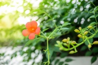 张海：送你一朵小红花｜2022年新年致辞