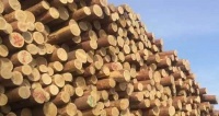 定制快讯|年底全国多地木材再涨价