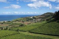 茶文化专栏 | 雨后茶逾鲜，邀您优选品鉴春茶