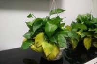 “二次污染”危害更大 正确除甲醛更关键