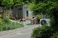 为国宝构筑凉爽度夏屏障 COLMO与大熊猫保护研究中心都江堰基地双向奔赴