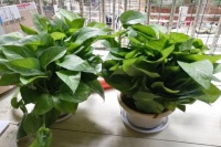 你还在花冤枉钱？夏季除甲醛就要这样做！