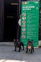 蛇口社区无车日论坛：安全便利的携宠出行之路