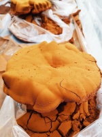 红豆杉林下仿野生种植，揭秘济佰川灵芝种植基地