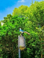 重庆御湖蘭园丨顶着风的方向·朝未来翱翔