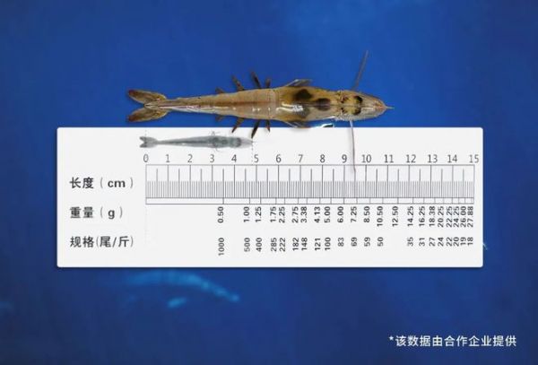 佛山照明养殖照明系统新突破，对虾产量猛增20%！