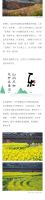 吃茶记 | 古寨、花海、茶山、美食,和我们,这是春天