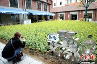 百年愚园路油菜花田绽放 在上海市中心邂逅春天