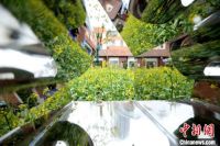 百年愚园路油菜花田绽放 在上海市中心邂逅春天