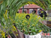 百年愚园路油菜花田绽放 在上海市中心邂逅春天
