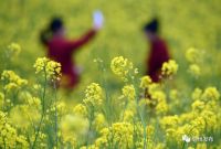 “云”游亳州千亩油菜花!