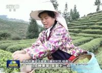 丹寨扶贫茶园扩大千亩  创新扶贫模式各界点赞